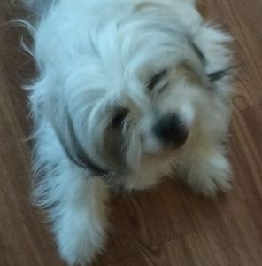 Meet your Posher, Alice